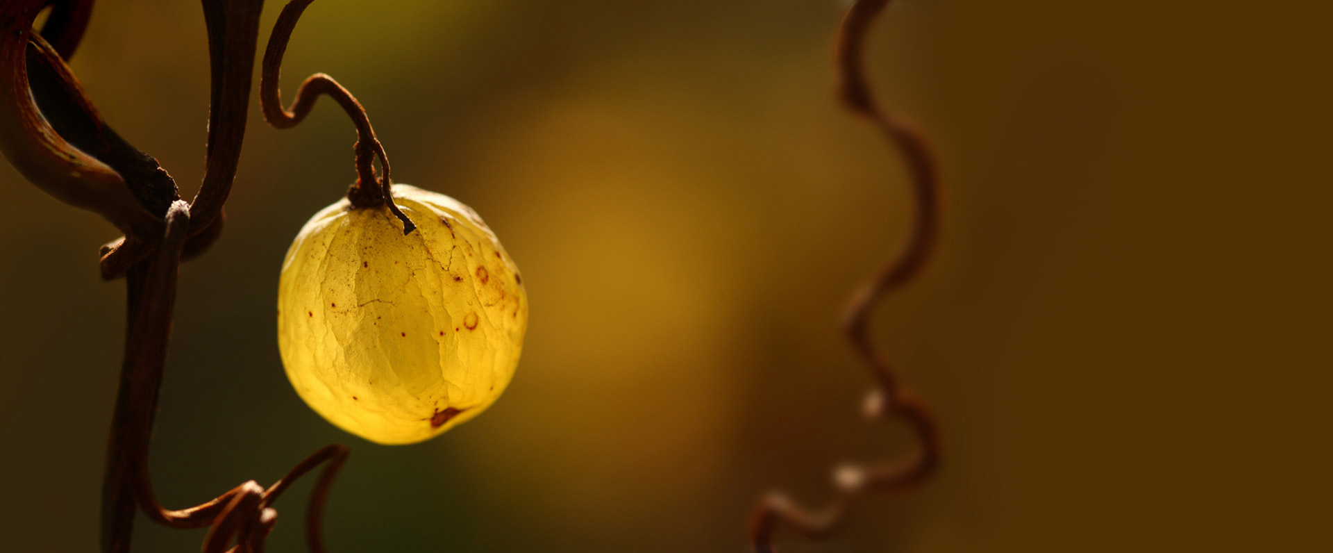 teaser-unsere-weine