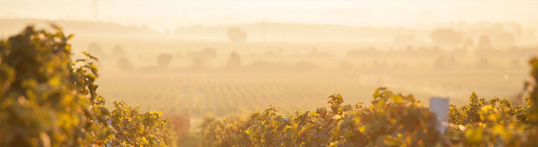kopfbilder-Weinmanufaktur