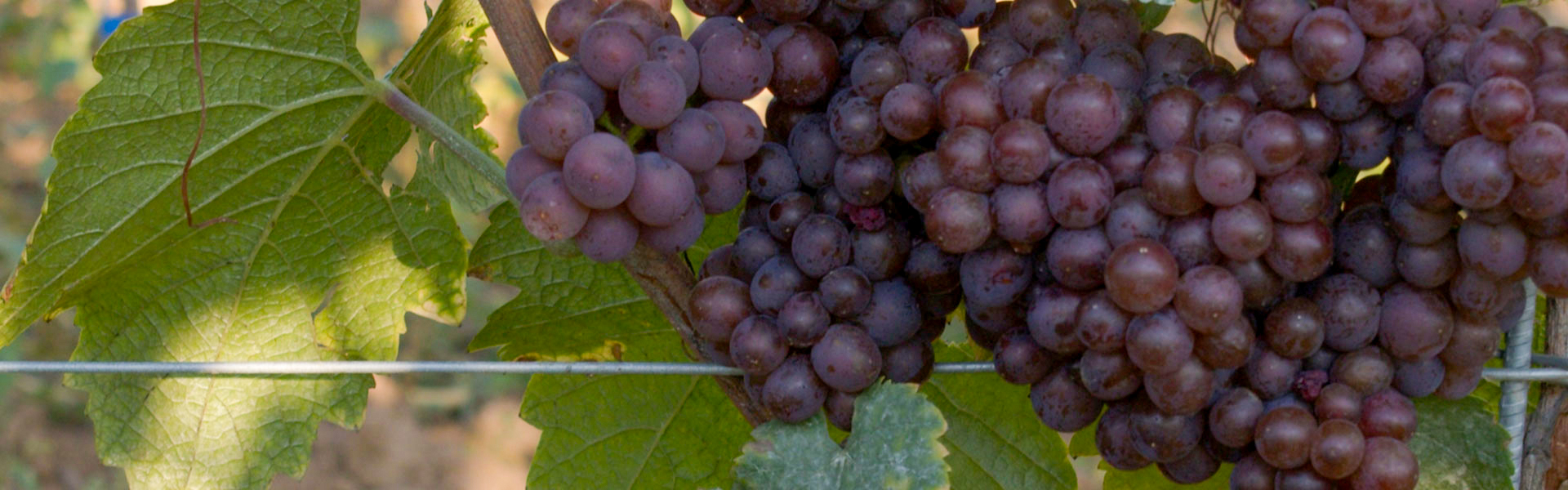 biodynamie_v2